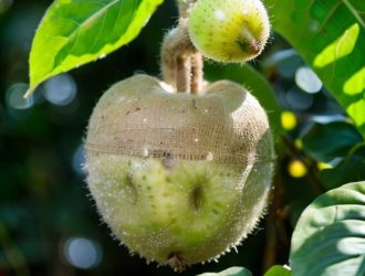 Зимовка актинидии: Как сохранить здоровье и урожайность вашего растения в холодное время года